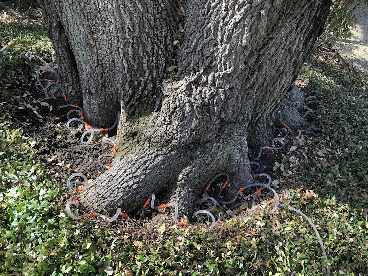 Detailed Tree Cabling and Bracing job site in Union